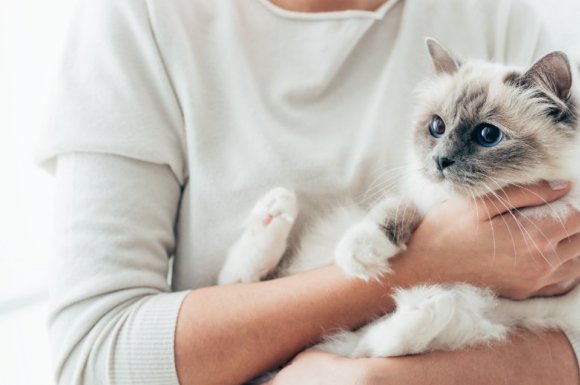 Chambre d'hôtes acceptant les animaux à Bagnères-de-Luchon