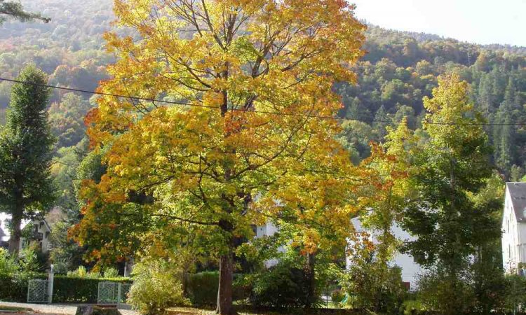 Domaine - Bagnères-de-Luchon - Le Castel de la Pique